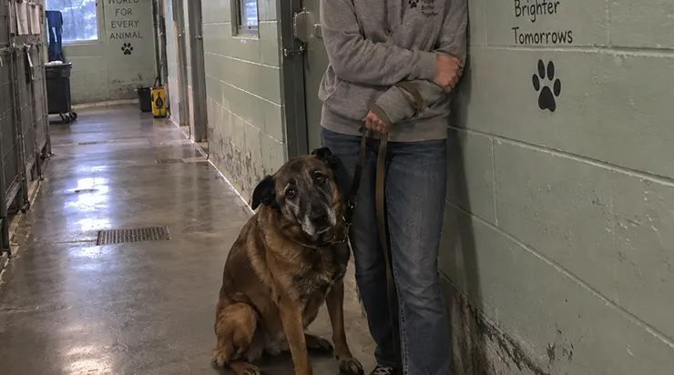 Il avait servi douze ans comme chien K9, sauvant des vies humaines, mais l&rsquo;âge l&rsquo;avait conduit dans une cage où il attendait en silence