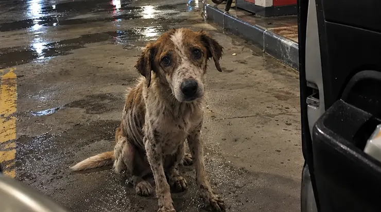 Ce chien émacié courait derrière ma voiture. Je l&rsquo;avais emmené chez moi temporairement, mais il refusait de manger