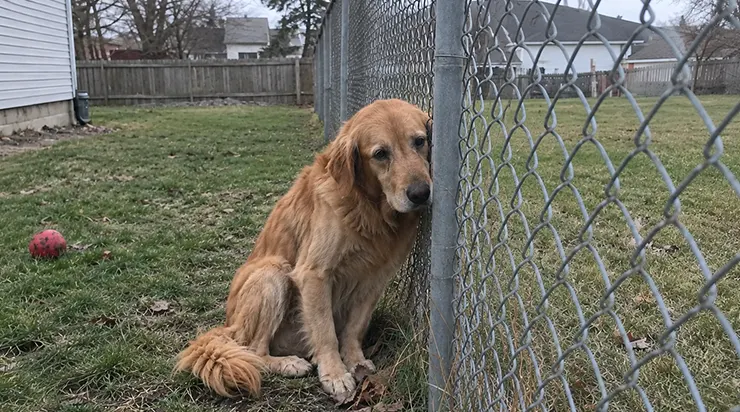 Quand son ami gravement malade a été emmené à l&rsquo;hôpital sur une civière, le Golden Retriever a refusé de rentrer à la maison et a attendu immobile près de la clôture pendant 18 jours d&rsquo;affilée