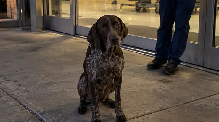 Pendant sept jours, une chienne aux taches brunes et blanches est restée immobile devant les portes vitrées de notre service d&rsquo;urgences