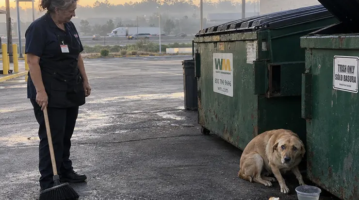 Le labrador se tenait près de la benne et me regardait avec un air désespéré, mais ce n&rsquo;est qu&rsquo;en revoyant les images de la caméra que nous avons compris ce qu&rsquo;il cherchait vraiment