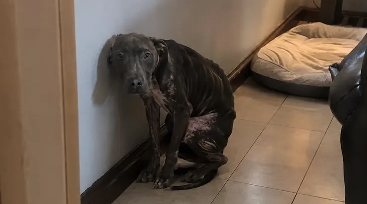 Je lui avais tout donné – un panier moelleux, une pièce chaude, une patience infinie – mais pendant des semaines, il avait choisi le coin le plus froid de la maison