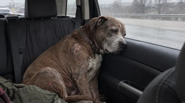 J&rsquo;entrai au refuge avec l&rsquo;espoir de trouver un chien joyeux. Au lieu de cela, je trouvai un vieux pitbull qui, depuis deux ans, n&rsquo;avait pas quitté son coin