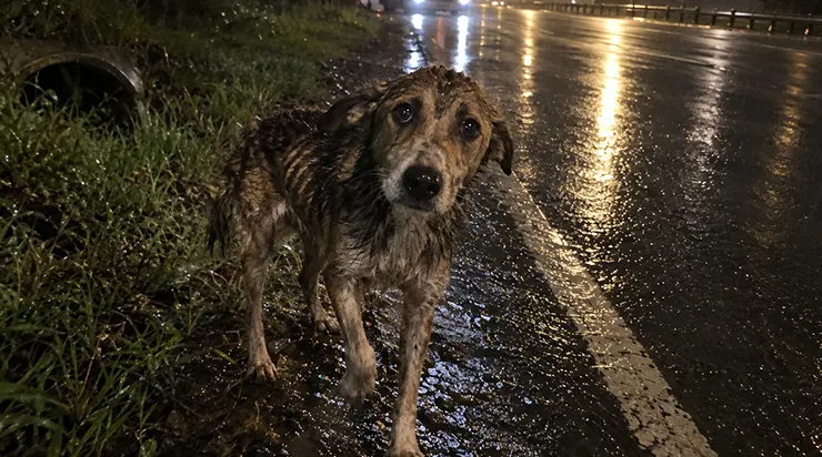 À une heure avancée de la nuit, alors que je ramenais un bus vide au dépôt après mon service, j&rsquo;ai aperçu sur le bord de l&rsquo;autoroute une chienne extrêmement maigre