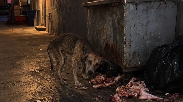 Chaque soir, je mettais de côté les meilleurs morceaux de ma boucherie pour ce chien épuisé, mais il maigrissait de jour en jour, et ce n&rsquo;est que plus tard que j&rsquo;ai découvert qu&rsquo;il essayait en réalité de sauver ses compagnons