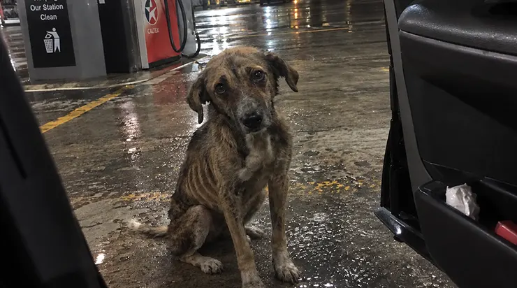 Ce chien émacié courait derrière ma voiture, alors je l&rsquo;ai emmené chez moi temporairement
