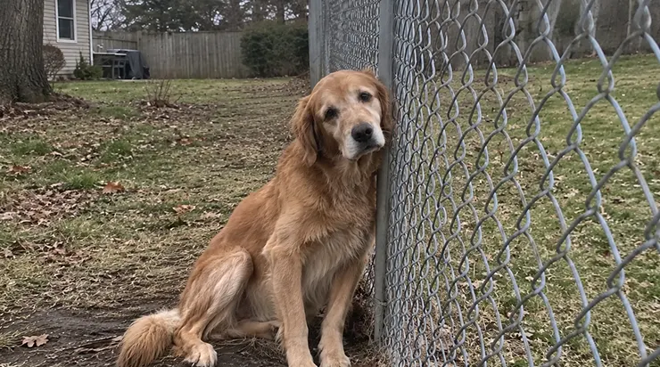 Mon golden retriever n&rsquo;a pas quitté la clôture lorsqu&rsquo;il a vu son ami, qui vivait dans la maison voisine, être sorti de chez lui sur une civière