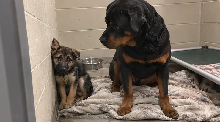 Il avait trois mois quand le monde est devenu feu autour de lui, mais un rottweiler de neuf ans, qui n&rsquo;avait jamais eu de portée, a décidé qu&rsquo;il deviendrait tout ce dont ce petit berger allemand avait besoin