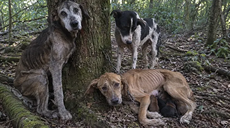 J&rsquo;étais parti vérifier un sentier abandonné et j&rsquo;ai découvert une scène qui a changé ma vie. Une chienne enchaînée, trois nouveau-nés, et deux chiens restés pour l&rsquo;aider à survivre