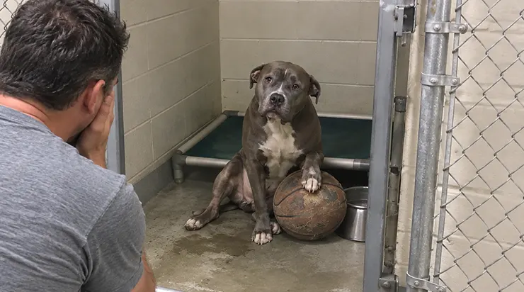 Dans la dernière cage du refuge, un pitbull gris ne s&rsquo;était pas séparé de son vieux ballon de basket usé depuis trois ans. Quand je l&rsquo;ai regardé de plus près, mon cœur s&rsquo;est arrêté : je le connaissais