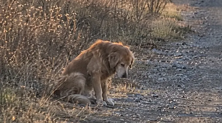 Au bord de la route se tenait un vieux golden retriever. Son humain venait de partir sans même se retourner