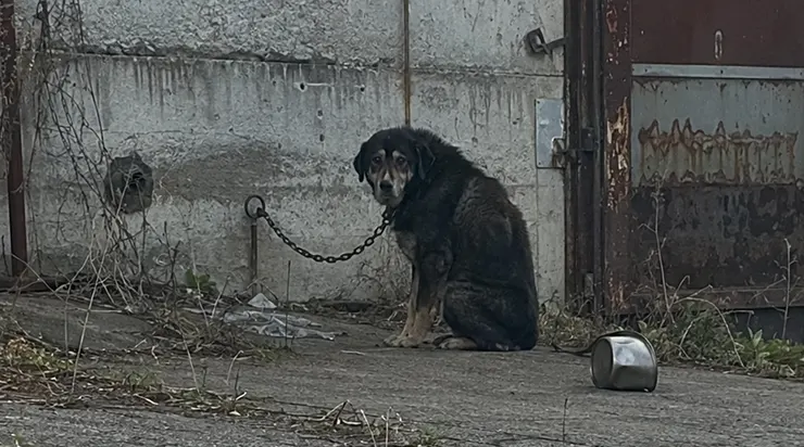 Je me suis retrouvé par hasard derrière un entrepôt abandonné et j&rsquo;y ai trouvé un chien qui était resté seul pendant des années