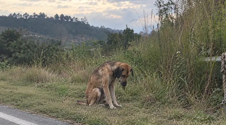 Ce matin-là, sur le bord de la route, j&rsquo;ai vu ce chien tirer sur une corde en croyant qu&rsquo;il jouait, mais je n&rsquo;avais même pas idée que le chien essayait de sauver son ami