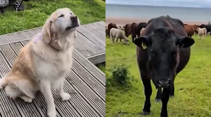 Cette golden retriever ne fait presque jamais « ouaf » : elle… meugle comme une vache ! Ses rencontres avec les bovins amusent les internautes