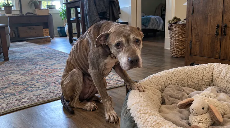 Je lui ai montré le panier moelleux et j&rsquo;ai dit : « C&rsquo;est à toi. » Après dix ans d&rsquo;enchaînement, ce chien ne savait plus comment réagir