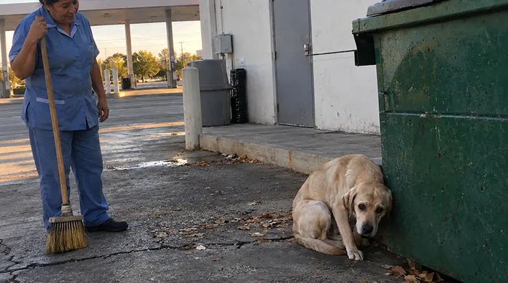 Le labrador se tenait près de la benne, le regard empreint d&rsquo;une détresse absolue. Ce n&rsquo;est pourtant qu&rsquo;en visionnant les images de vidéosurveillance que nous avons enfin saisi ce qu&rsquo;il cherchait désespérément