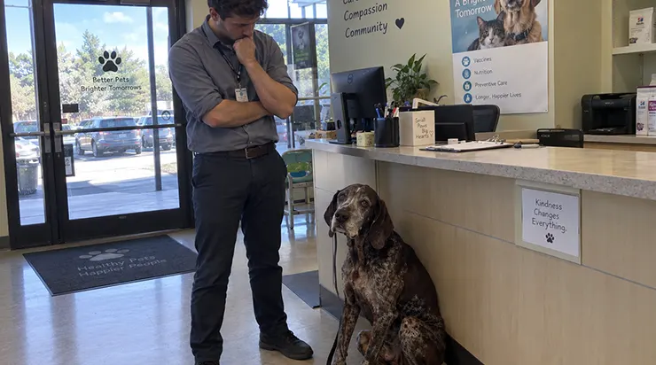 Une femme est entrée dans notre clinique avec son vieux braque allemand en promettant de revenir dans trois heures, mais elle n&rsquo;est jamais repassée et l&rsquo;animal est resté là, assis en silence sur le sol de l&rsquo;accueil