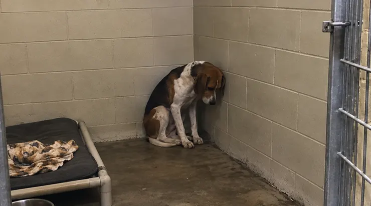 Lorsque Max, un Foxhound anglais de sept ans, fut ramené au refuge pour la quatrième fois, il s&rsquo;isola dans un coin de sa cage, la tête baissée, ayant totalement perdu espoir