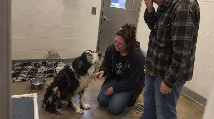 Vieux, malade et oublié, ce border collie avait été retiré de la liste d’adoption. Mais lorsqu&rsquo;un couple vit sa photo en ligne, ils comprirent immédiatement que c’était leur chien