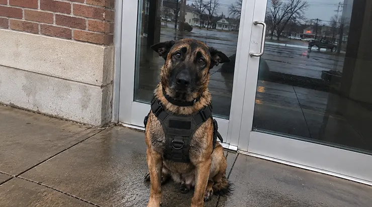 L’agent Thomas Vance s&rsquo;étant effondré lors d&rsquo;un exercice, son berger belge malinois Max est resté obstinément assis devant les portes du commissariat pendant sept jours à attendre son retour