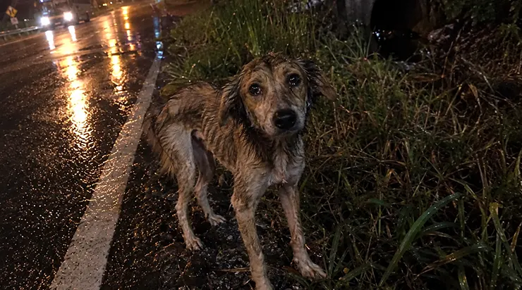 Sur le bord de l&rsquo;autoroute, j&rsquo;ai aperçu une chienne extrêmement maigre, trempée jusqu&rsquo;aux os, qui courait d&rsquo;un côté à l&rsquo;autre de la route dans une panique désespérée