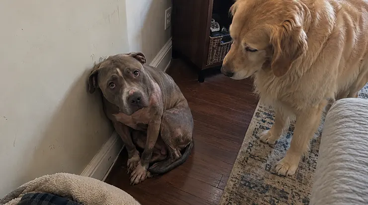Pendant six longues années, un pitbull avait survécu dans l&rsquo;enfer des combats clandestins. Son corps couvert de cicatrices racontait cette détresse