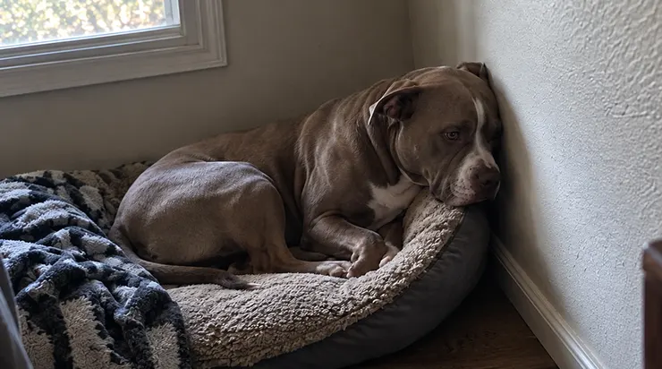 Mon voisin a déménagé du jour au lendemain en emportant son golden retriever, plongeant mon pitbull bleu-gris de quarante-deux kilos dans une mélancolie foudroyante