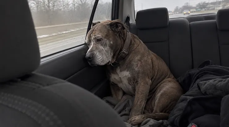 Je suis entré au refuge en espérant trouver un jeune chien joyeux pour rompre ma solitude. Au lieu de cela, j&rsquo;y ai rencontré un vieux pitbull brisé qui, depuis deux ans, refusait de quitter le coin de sa cage