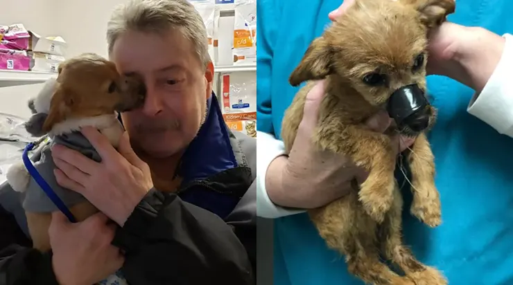 Un homme entend un faible gémissement sous un pont et découvre un chiot au museau couvert de ruban adhésif